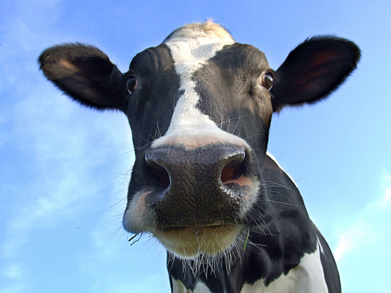 A close-up image of a cow's face looking into a camera is an example of attention-grabbing imagery.